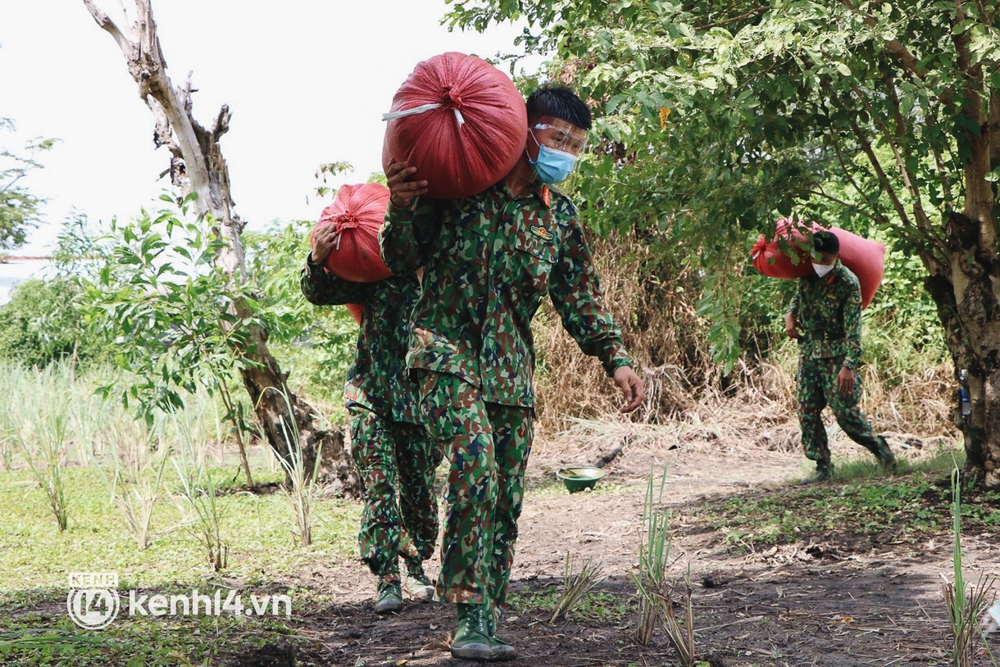 Quân đội lội ruộng thu hoạch lúa giúp nông dân ở TP.HCM  - Ảnh 15.