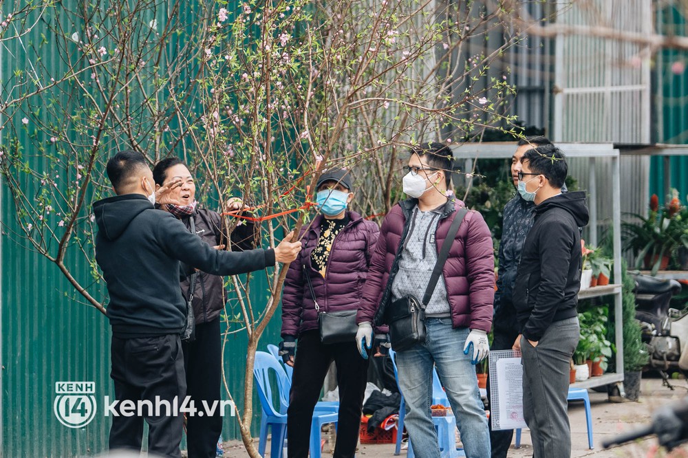 Ảnh: Đào Nhật Tân xuống phố, nông dân thấp thỏm vừa ngóng thời tiết vừa mong khách - Ảnh 13. Ảnh: Đào Nhật Tân xuống phố, nông dân thấp thỏm vừa ngóng thời tiết vừa mong khách - Ảnh 13.