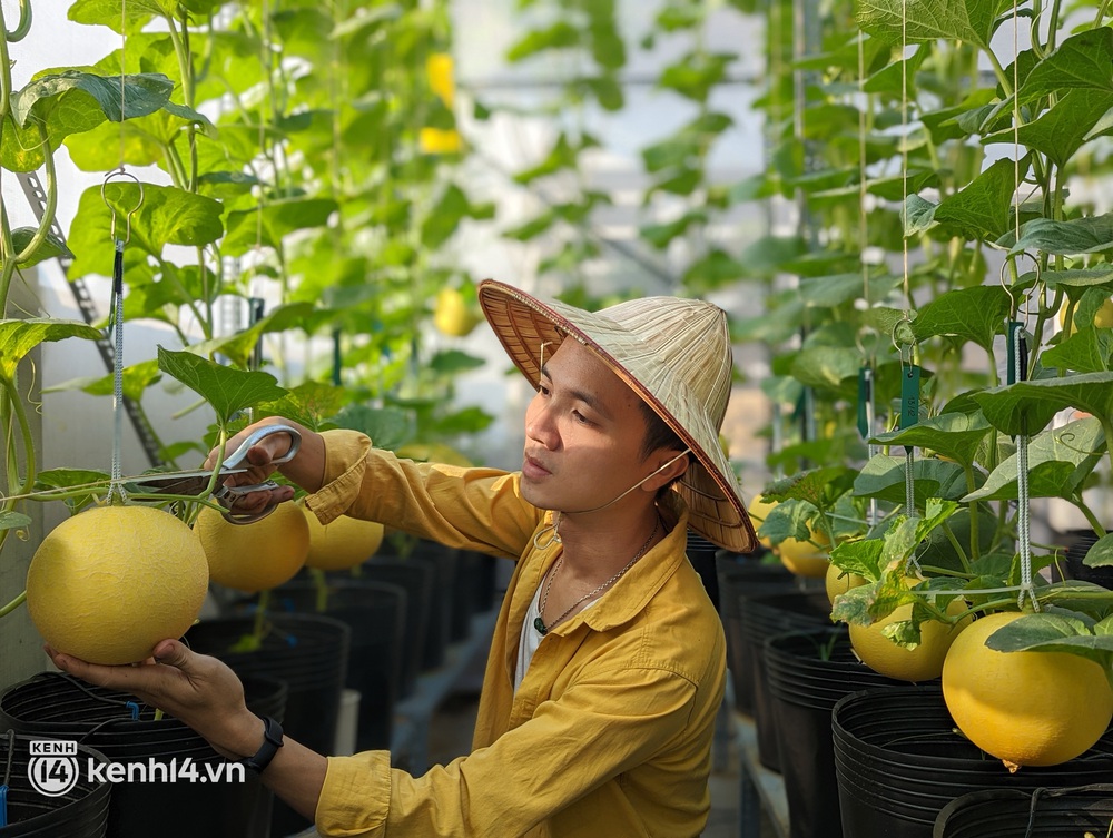 Chàng kiến trúc sư trẻ biến sân thượng thuê trọ thành vườn cây trái sum suê, nổi bật giữa trung tâm Sài Gòn - Ảnh 1. Chàng kiến trúc sư trẻ biến sân thượng thuê trọ thành vườn cây trái sum suê, nổi bật giữa trung tâm Sài Gòn - Ảnh 1.