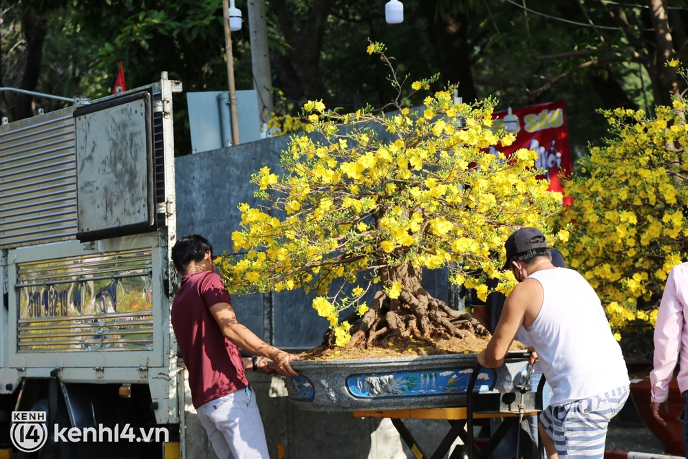 Đại hạ giá sáng 29 Tết mà người dân chỉ đến xem hoa, tiểu thương ngậm ngùi cắt cành than thở: Chưa năm nào ế như năm nay - Ảnh 15. Đại hạ giá sáng 29 Tết mà người dân chỉ đến xem hoa, tiểu thương ngậm ngùi cắt cành than thở: Chưa năm nào ế như năm nay - Ảnh 15.