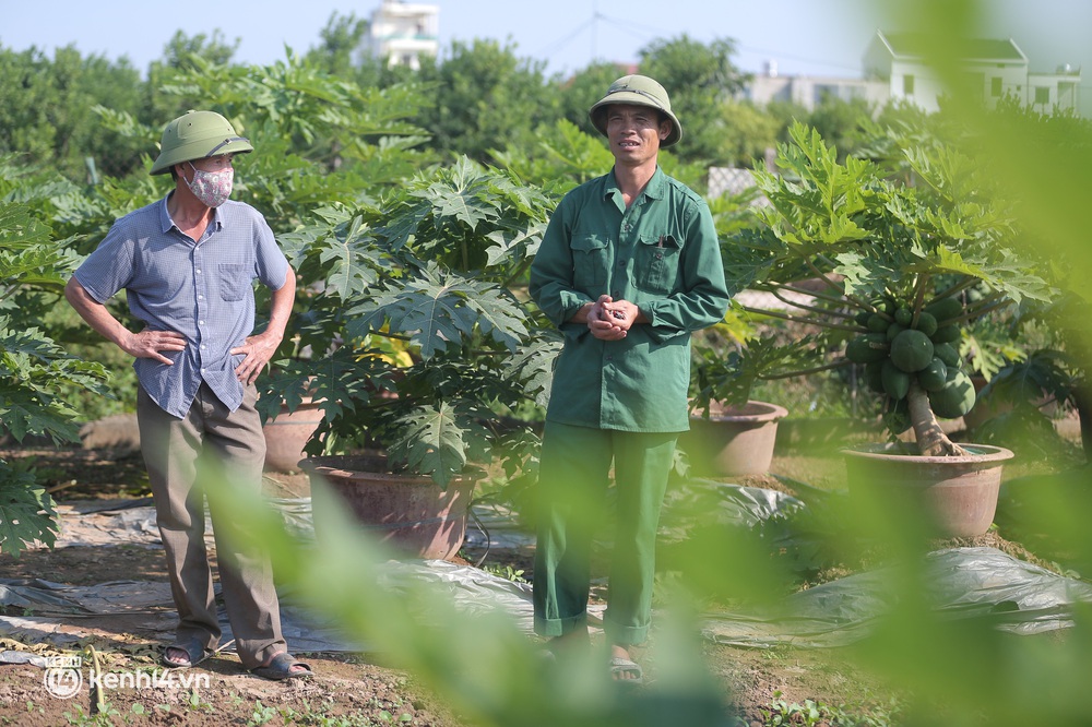 Ảnh: Tung ra thị trường những cặp quýt lục bình khủng giá 35 triệu, lão nông Hưng Yên lo ế ẩm vì Covid-19 - Ảnh 12. Ảnh: Tung ra thị trường những cặp quýt lục bình khủng giá 35 triệu, lão nông Hưng Yên lo ế ẩm vì Covid-19 - Ảnh 12.