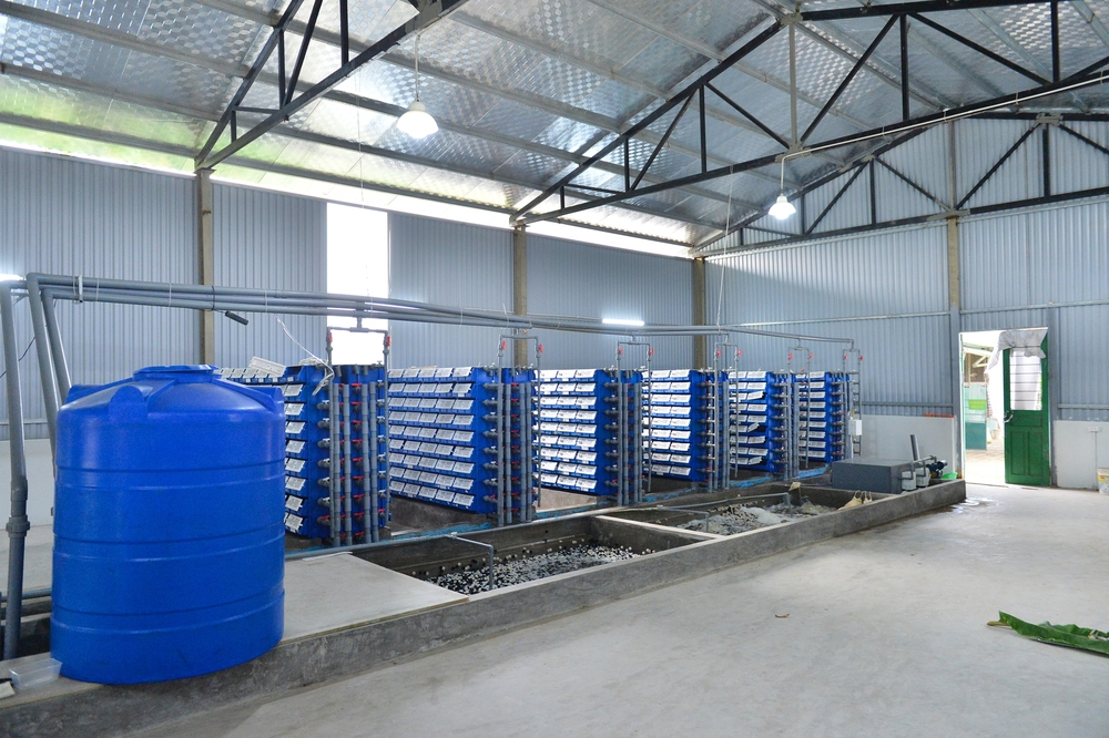 Người đàn ông bỏ tiền tỷ mua nước biển ở Vịnh Hạ Long, thuê máy bay chở cua về Hà Nội nuôi thành đặc sản - Ảnh 1. Người đàn ông bỏ tiền tỷ mua nước biển ở Vịnh Hạ Long, thuê máy bay chở cua về Hà Nội nuôi thành đặc sản - Ảnh 1.