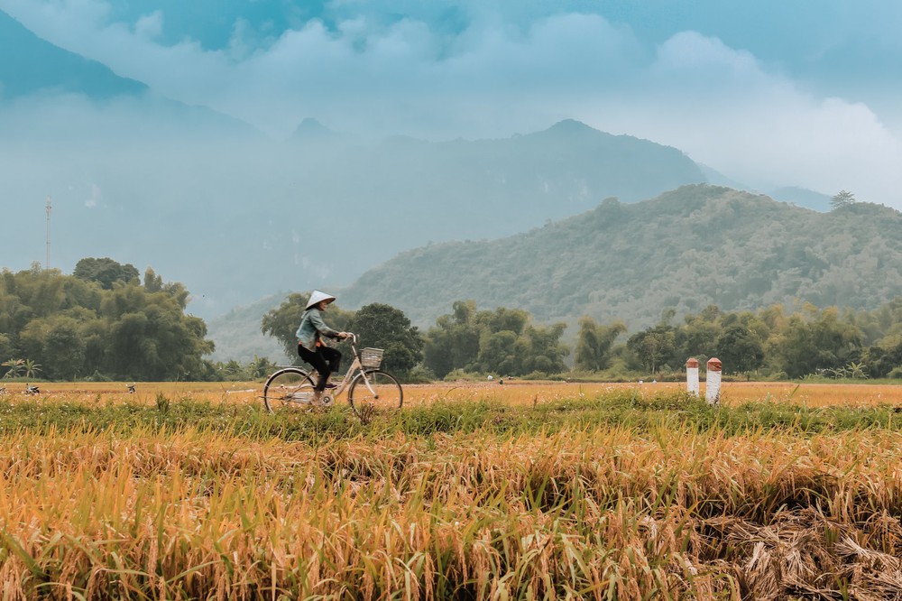 Mai Châu đang là thiên đường lúa chín đầu hạ đẹp nhất nhì vùng Tây Bắc, thu hút rất nhiều bạn trẻ đến chụp ảnh - Ảnh 9.