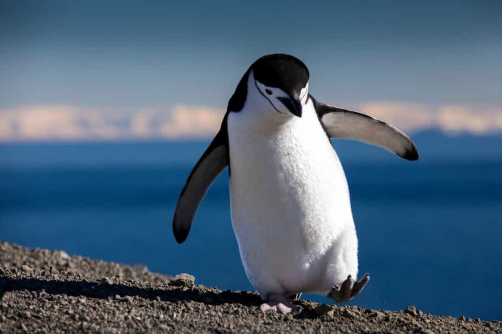 Những sự thật vô cùng đáng yêu về chim cánh cụt - Ảnh 6.