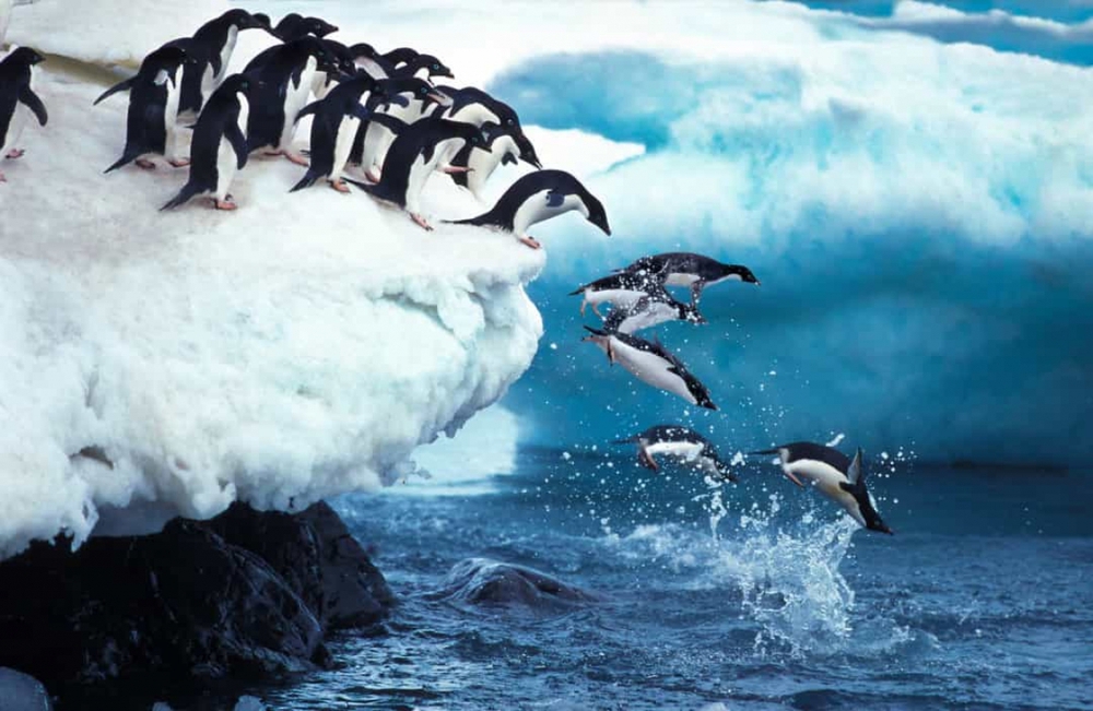 Những sự thật vô cùng đáng yêu về chim cánh cụt - Ảnh 1.