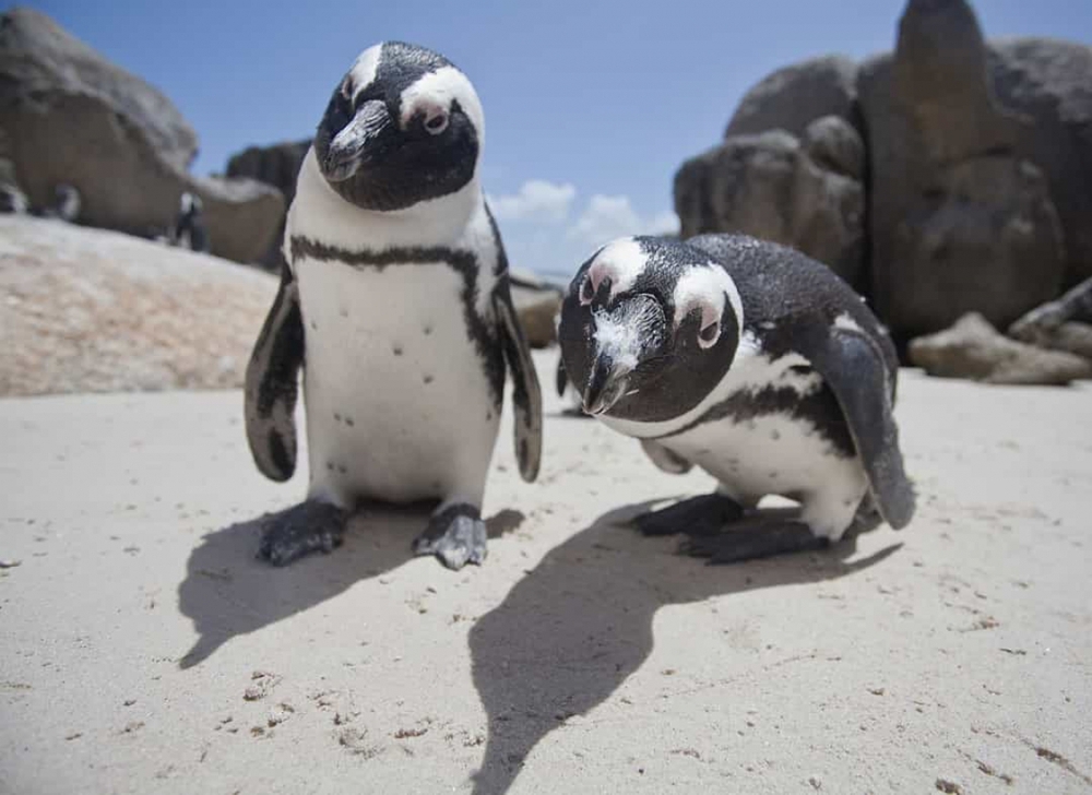 Những sự thật vô cùng đáng yêu về chim cánh cụt - Ảnh 13.