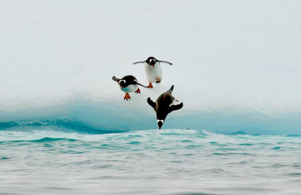 Những sự thật vô cùng đáng yêu về chim cánh cụt - Ảnh 7.