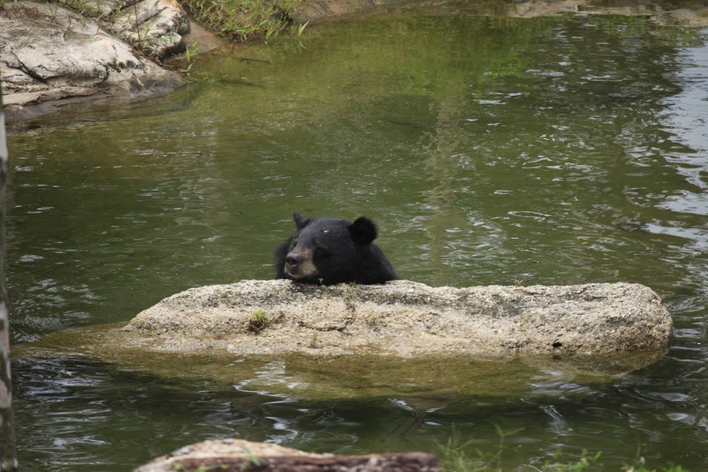 Muốn xem gấu đen ở Việt Nam cần đến những nơi nào? - Ảnh 9.