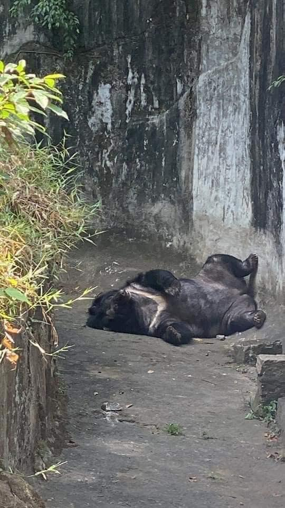 Muốn xem gấu đen ở Việt Nam cần đến những nơi nào? - Ảnh 8.