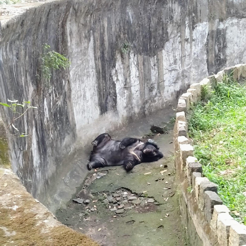 Muốn xem gấu đen ở Việt Nam cần đến những nơi nào? - Ảnh 7.