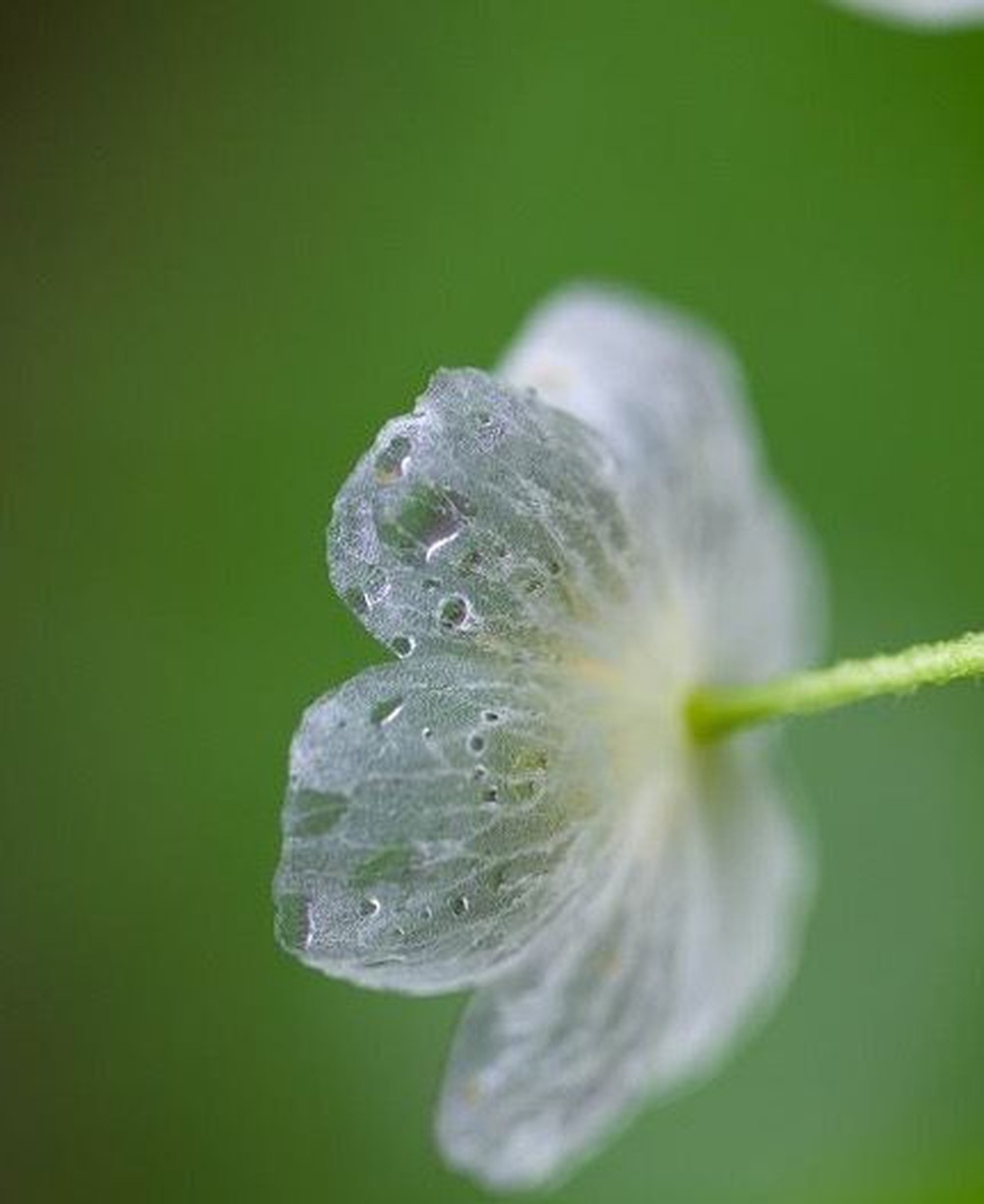 Loài hoa quý hiếm nhất nhì hành tinh cứ trời mưa là tàng hình, đẹp lộng lẫy như tinh linh trong truyện tranh Nhật Bản  - Ảnh 13.