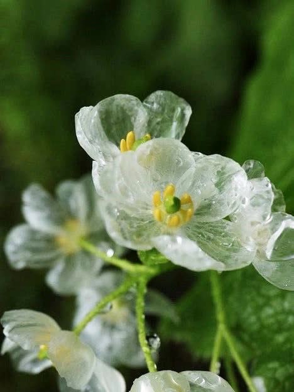 Loài hoa quý hiếm nhất nhì hành tinh cứ trời mưa là tàng hình, đẹp lộng lẫy như tinh linh trong truyện tranh Nhật Bản  - Ảnh 10.