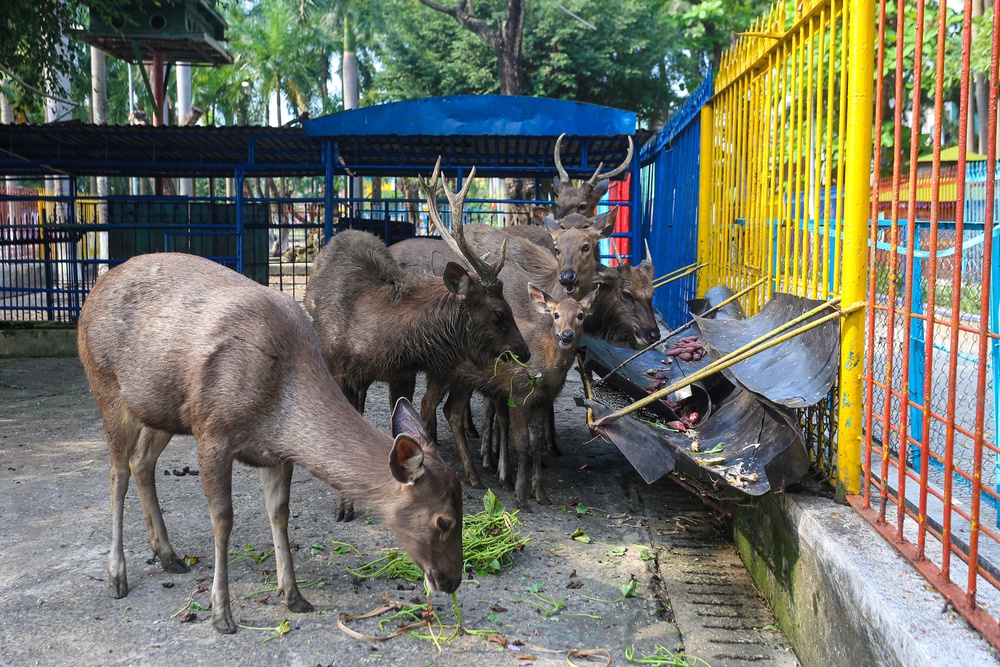 Những con vật đang sống ủ rũ, chật hẹp trong vườn thú duy nhất ở Đà Nẵng - Ảnh 5.
