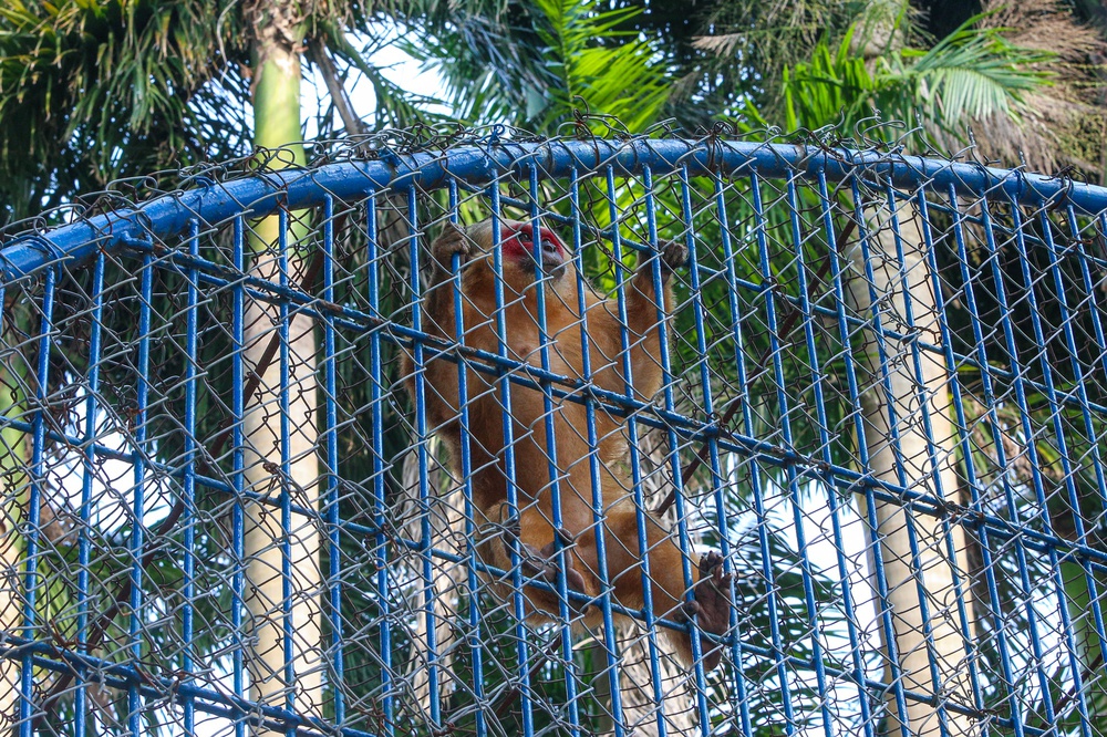 Những con vật đang sống ủ rũ, chật hẹp trong vườn thú duy nhất ở Đà Nẵng - Ảnh 13.