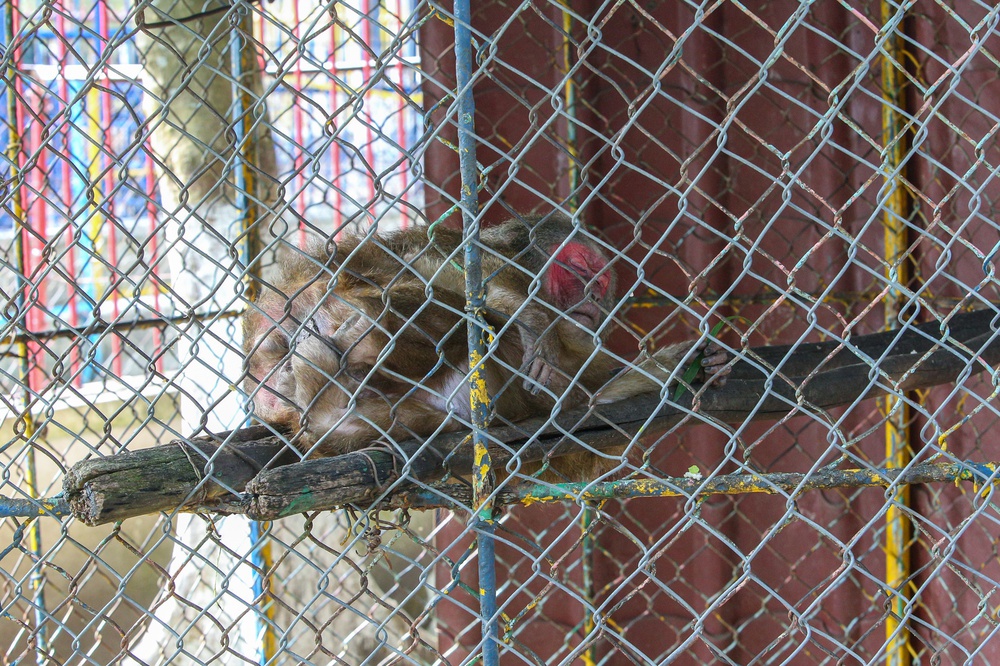 Những con vật đang sống ủ rũ, chật hẹp trong vườn thú duy nhất ở Đà Nẵng - Ảnh 10.