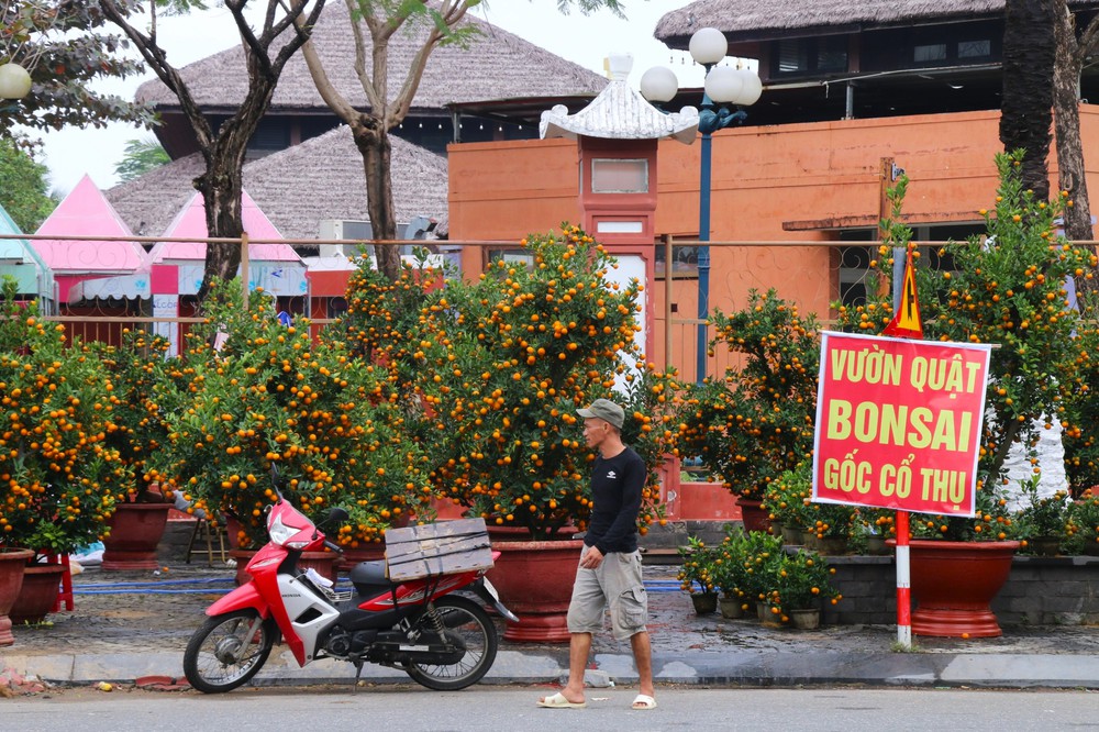 Vắng bóng thượng đế, tiểu thương tại chợ hoa Tết lớn nhất Đà Nẵng đứng ngồi không yên - Ảnh 7.