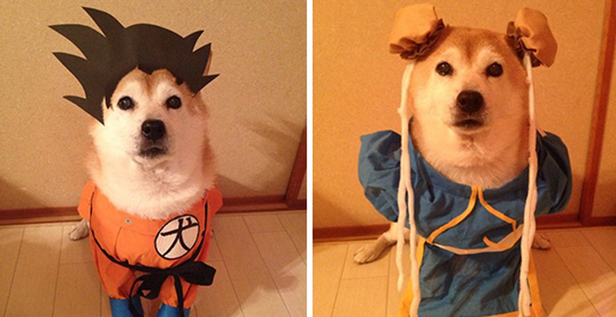 Đôi chó Shiba đáng yêu cosplay thành thập cẩm ngũ tạng thứ trên đời ...