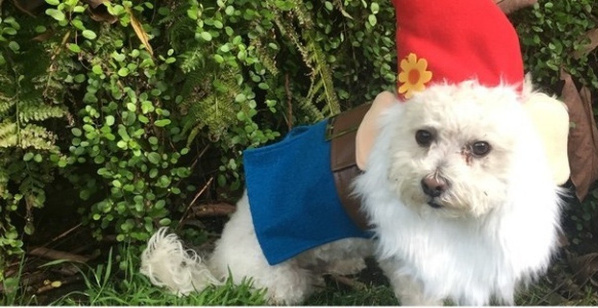 19 em chó cosplay dịp Halloween chất chơi hơn bạn nhiều - CHÓ COSPLAY ...