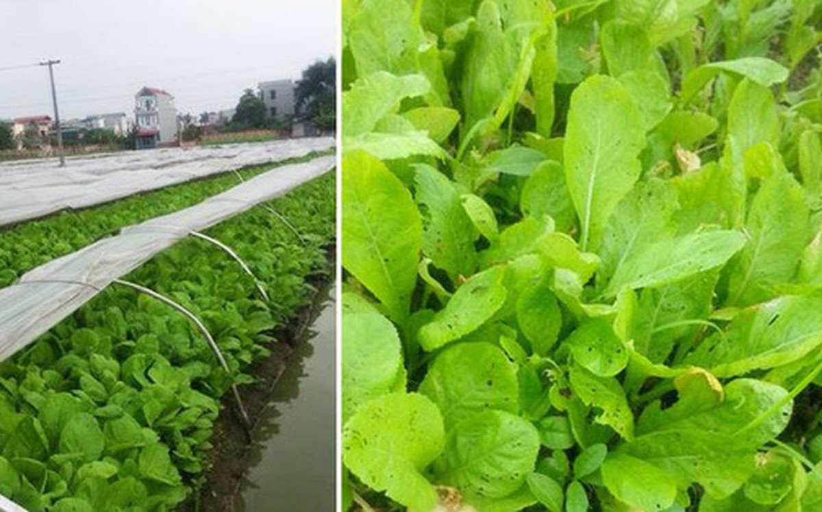 Tướng Rinh: Bà con tôi ở quê cũng trồng 2 luống rau, tôi góp ý mà không ...