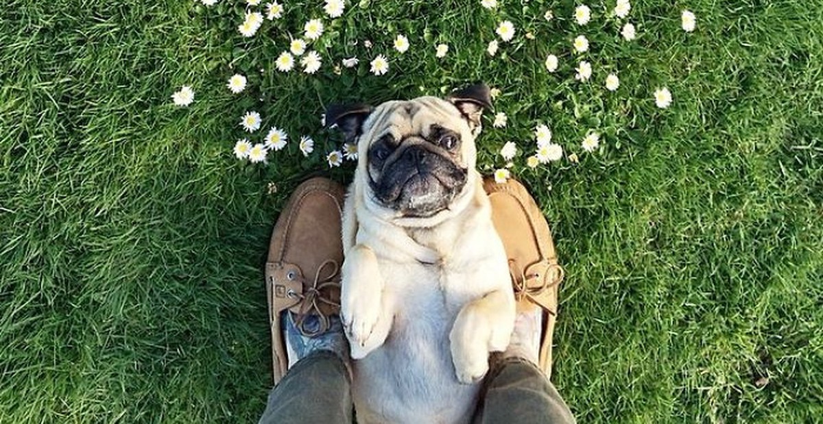 Gặp gỡ chú chó pug có kinh nghiệm du lịch hoành tráng hơn cả bạn - CHÚ ...