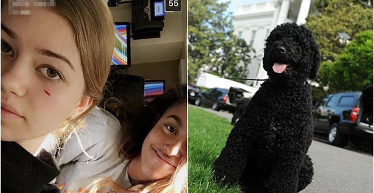 Chó cưng nhà Tổng thống Obama cắn người tại Nhà Trắng