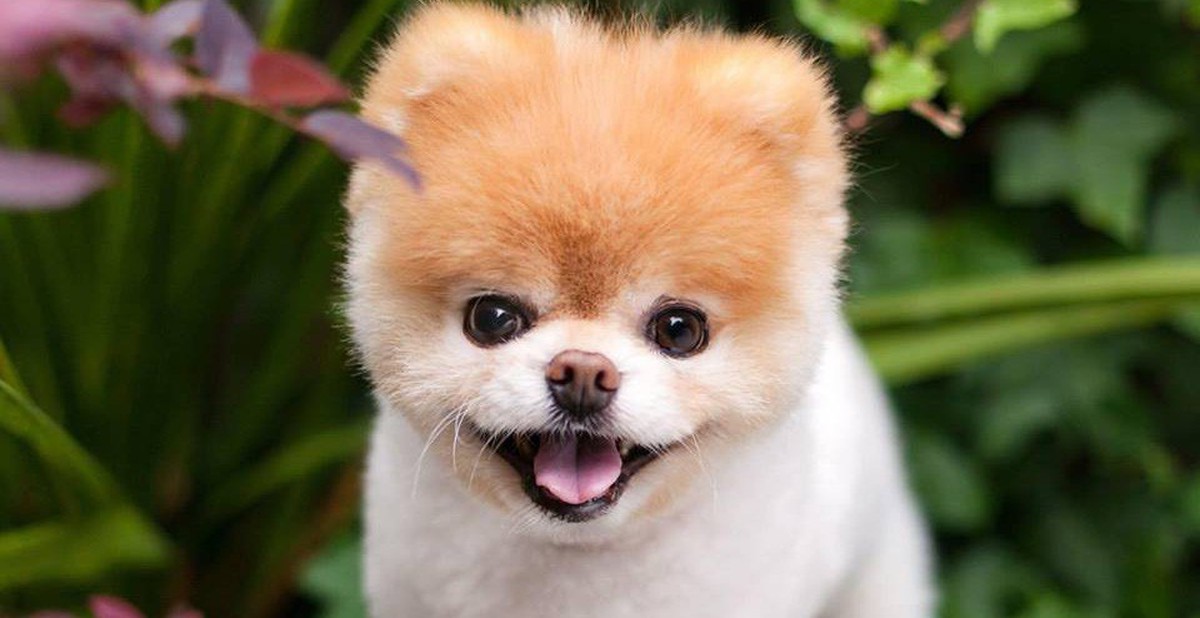 Boo - 