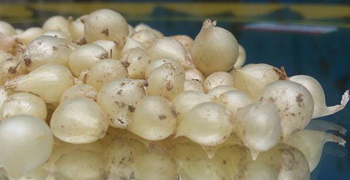 Củ nén là gì mà gia đình nào ở miền Trung cũng không thể thiếu, góp mặt ...