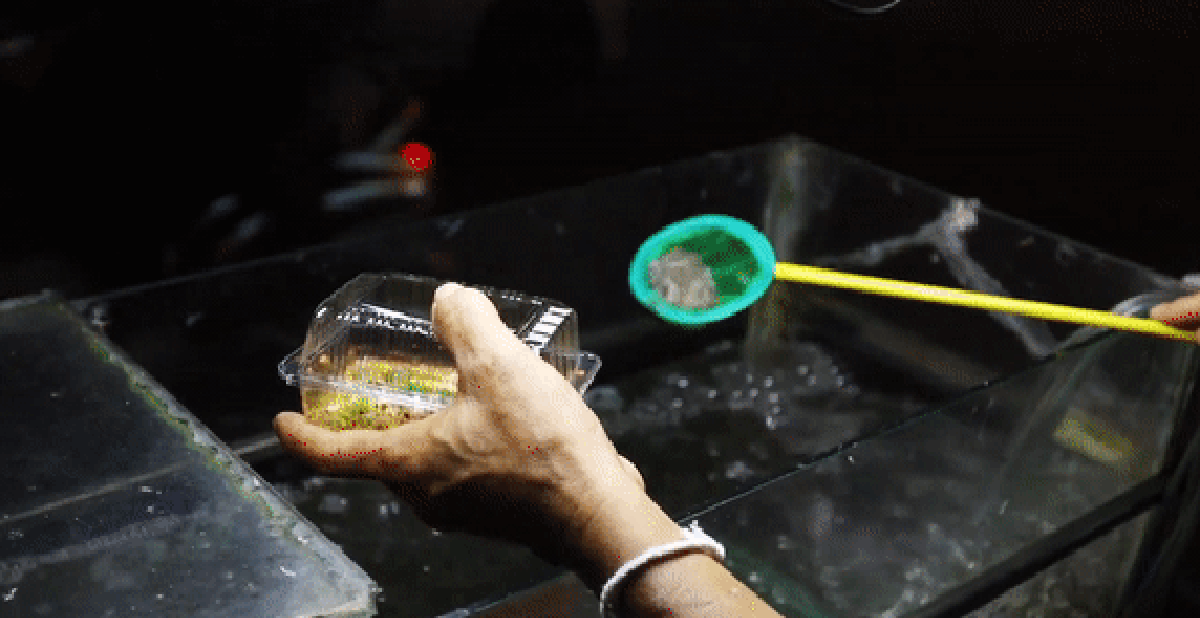 Đặc sản Thái Lan: Tép nhảy tanh tách ngay trong miệng thực khách