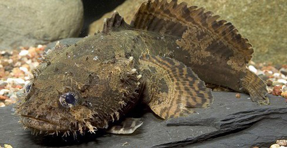 Cá Mao Ếch - Trend ăn uống "Ugly Delicious": Món càng xấu xí càng đắt tiền 2026 2 vẻ ngoài sần sùi, độc lạ của cá mao ếch khi còn tươi sống bơi trong hồ