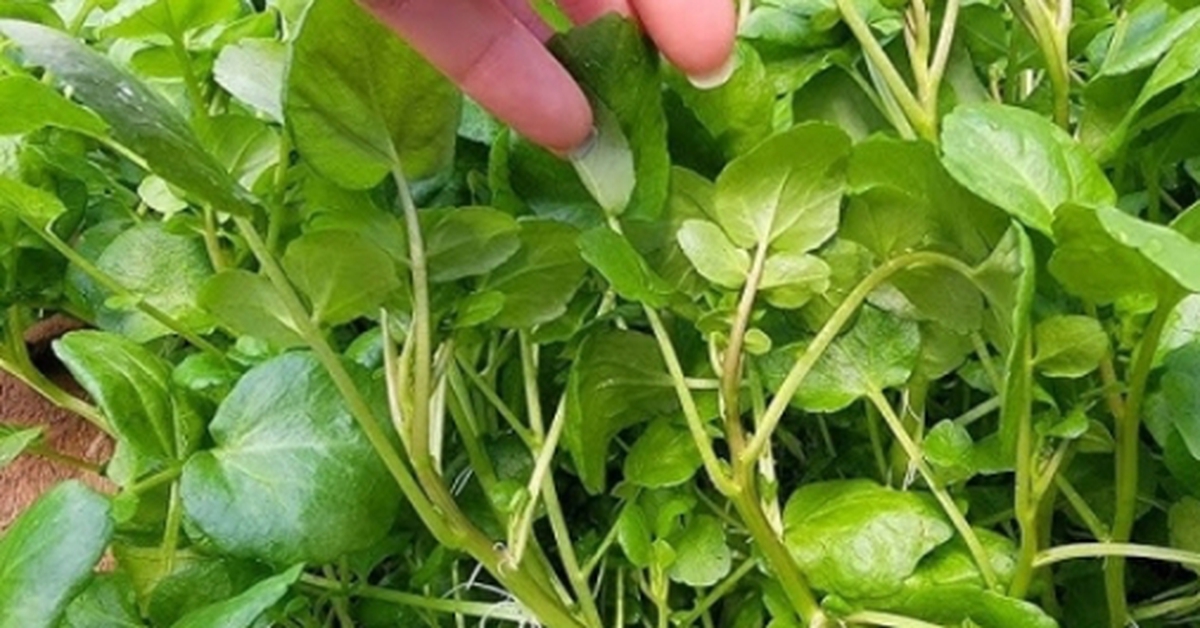 Loại rau được coi bẩn nhất chợ nhưng cực tốt cho sức khoẻ