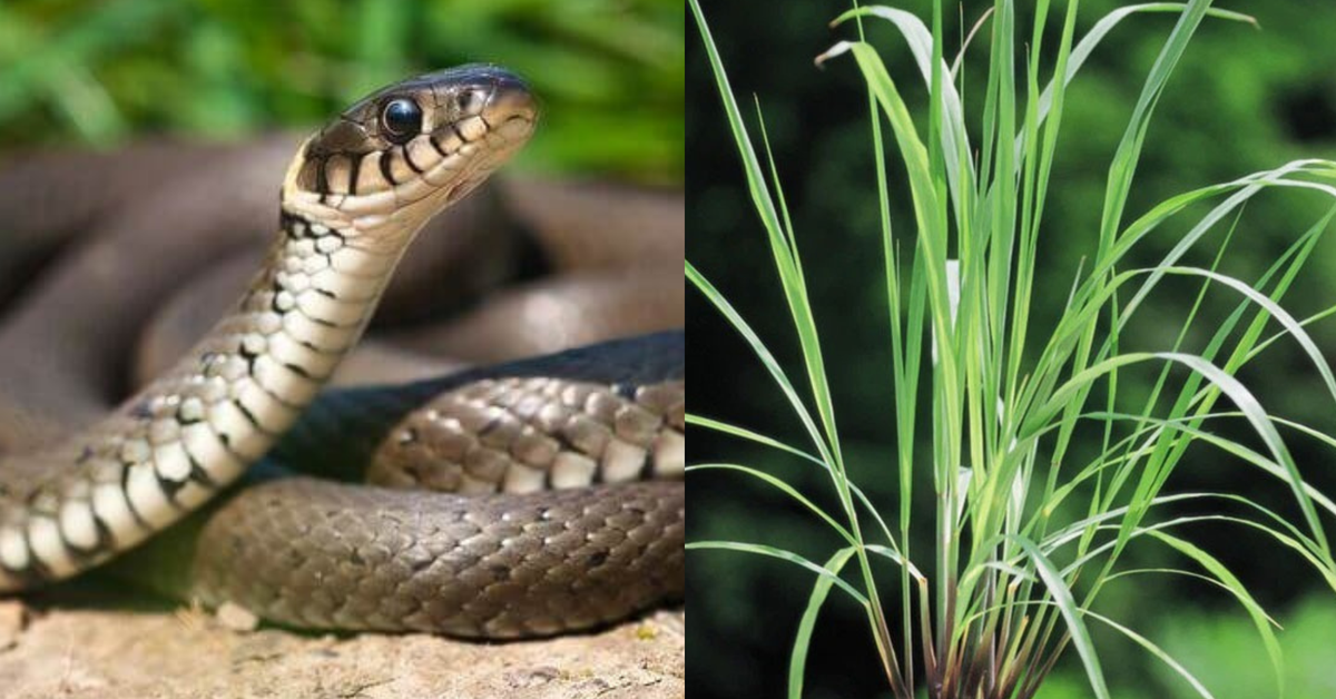 5 loài cây rắn rất sợ