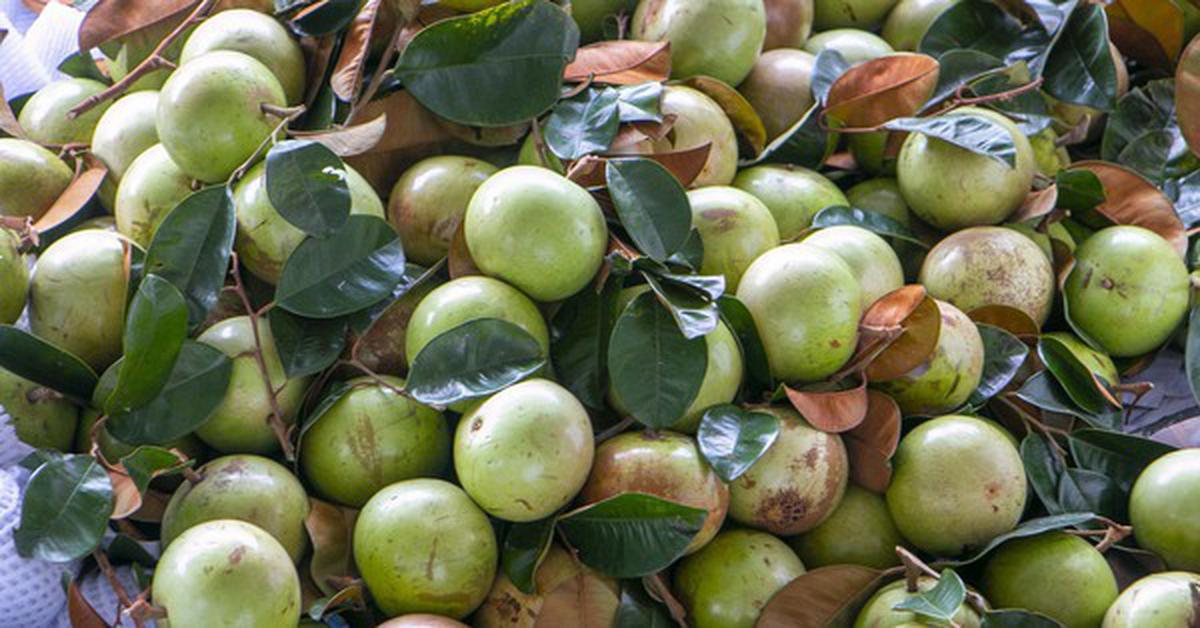 Rộn ràng vú sữa Lò Rèn, nhà vườn 