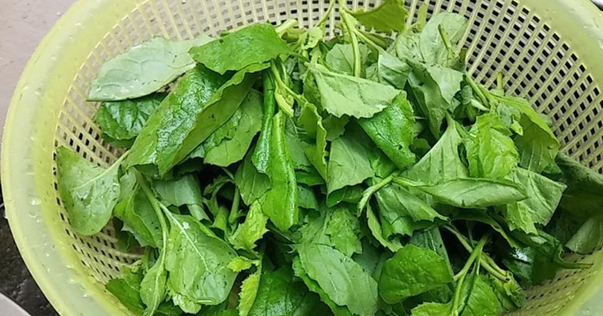 Loại rau dại xưa cho lợn ăn, nay thành đặc sản: Bổ như thuốc quý, có ...