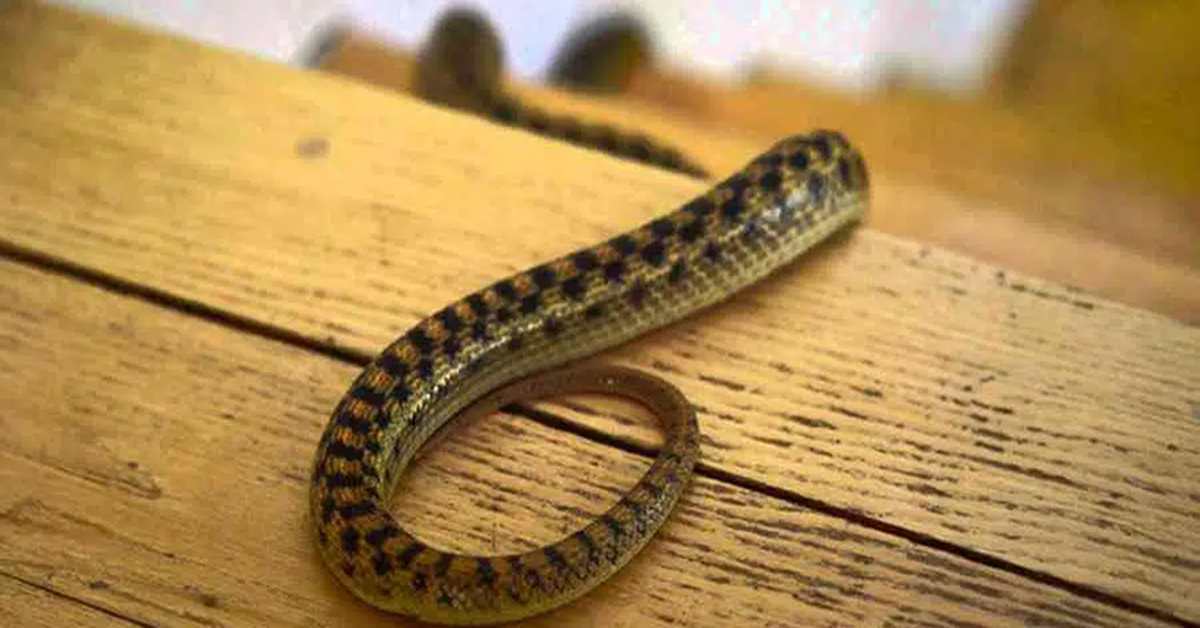 6 dấu hiệu cho thấy rắn đang c&oacute; mặt trong nh&agrave; bạn