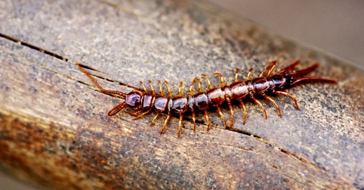 5 biện pháp đuổi rết hiệu quả nhất tại nhà