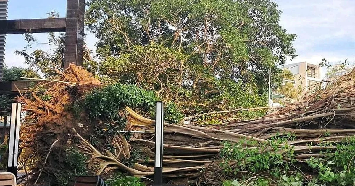 Vẫn chưa tìm ra nguyên nhân 2 cây cổ thụ ở TPHCM bật gốc