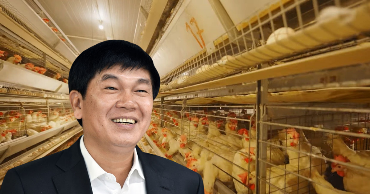 Đàn gà của tỷ phú Trần Đình Long giờ ra sao?
