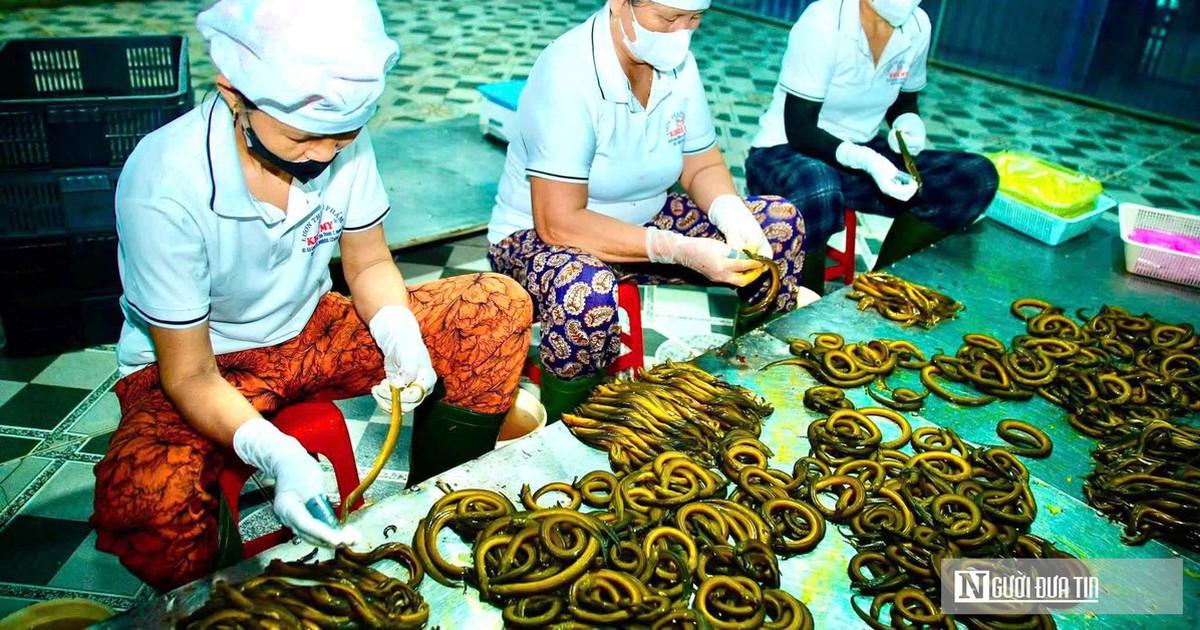 Bất ngờ về làng nghề chế biến con "đặc sản" thu về hàng trăm tỷ đồng mỗi năm