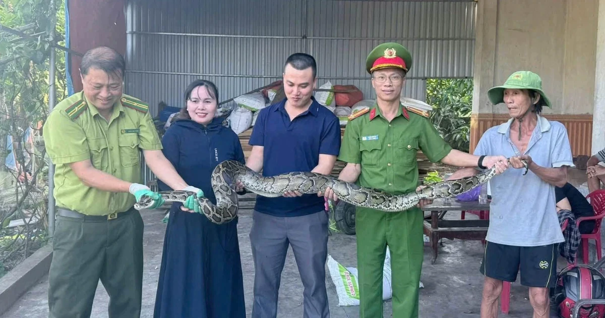 Người phụ nữ mang con trăn dài 2m giao nộp công an