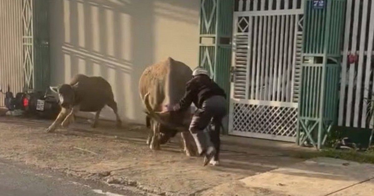 "Trâu điên" húc chủ và người đi đường, phá đám cưới: Chủ vừa mua trâu chở về tới nhà thì xảy ra chuyện