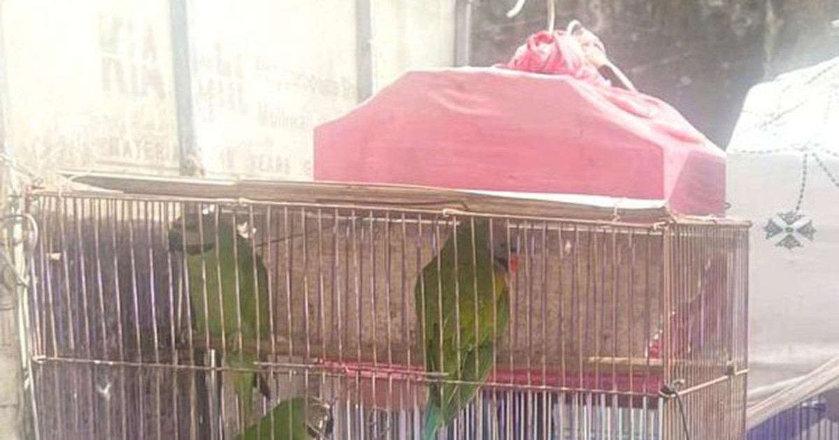 Khởi tố người mua bán chim Trần Văn Điệp SN 1978