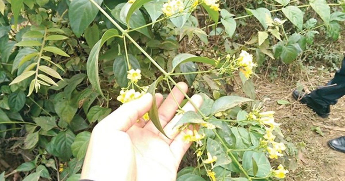 5 học sinh rủ nhau ăn lá ngón, 1 nữ sinh tử vong: Tình trạng sức khỏe của 4 em còn lại