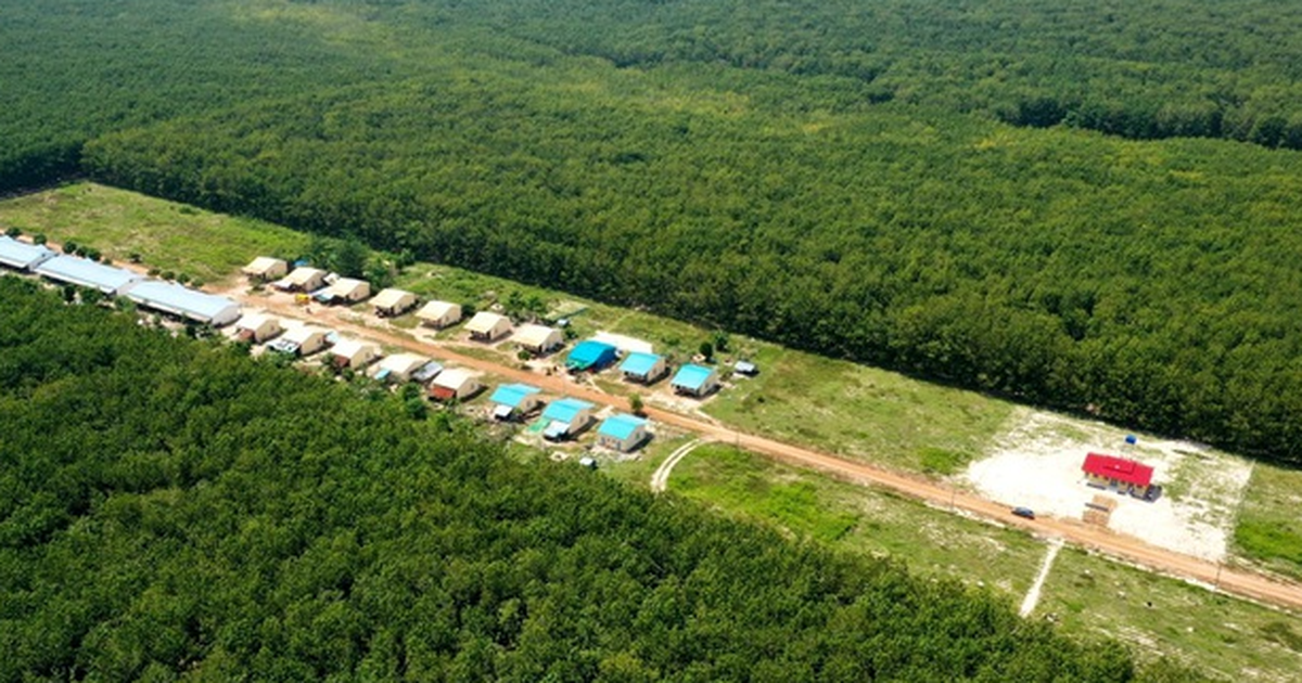Việt Nam có một đại gia sang Campuchia xây ‘thủ phủ’ cao su: Diện tích trồng hơn 90.000 ha, thu về hàng nghìn tỷ đồng mỗi năm
