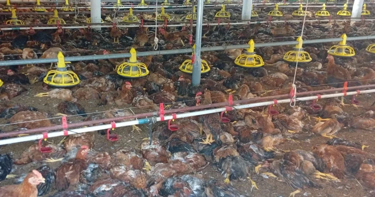 Hơn 1 tỷ đồng "bốc hơi" sau sự cố chập điện tại trang trại gà