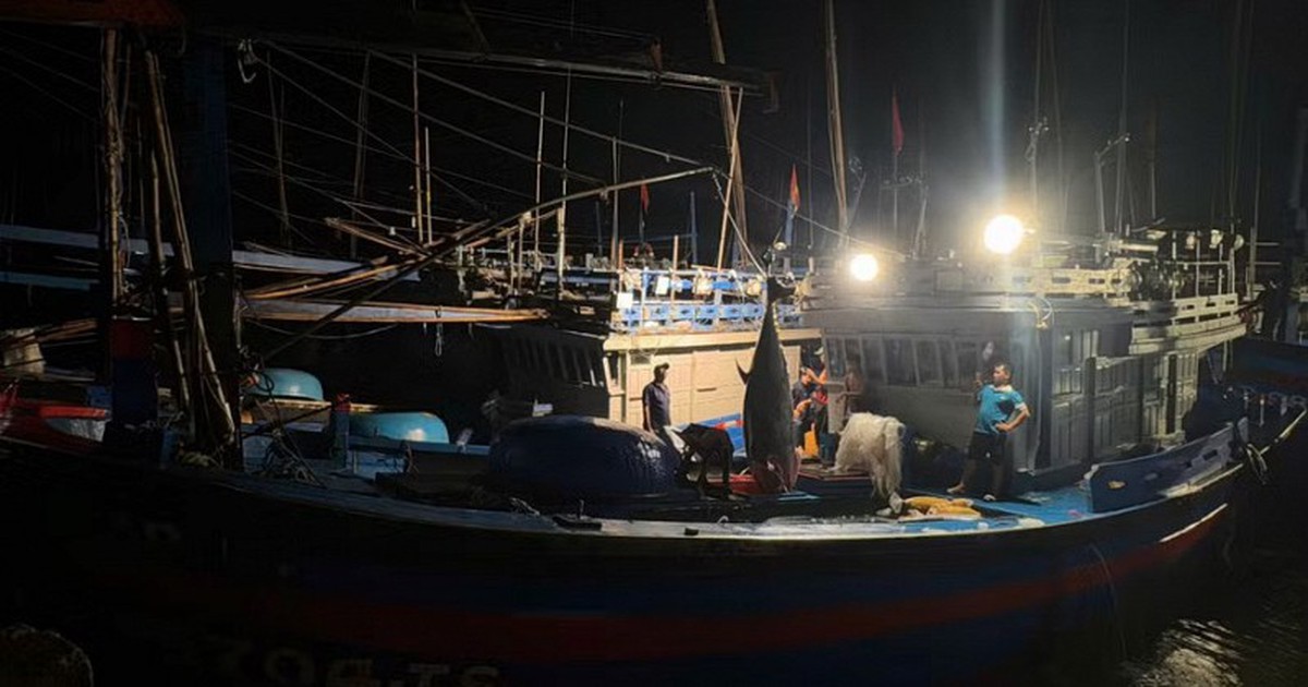 Bắt được "quái ngư" 310 kg ngoài khơi Việt Nam: Kích thước lớn đến mức phải dùng thiết bị chuyên dụng