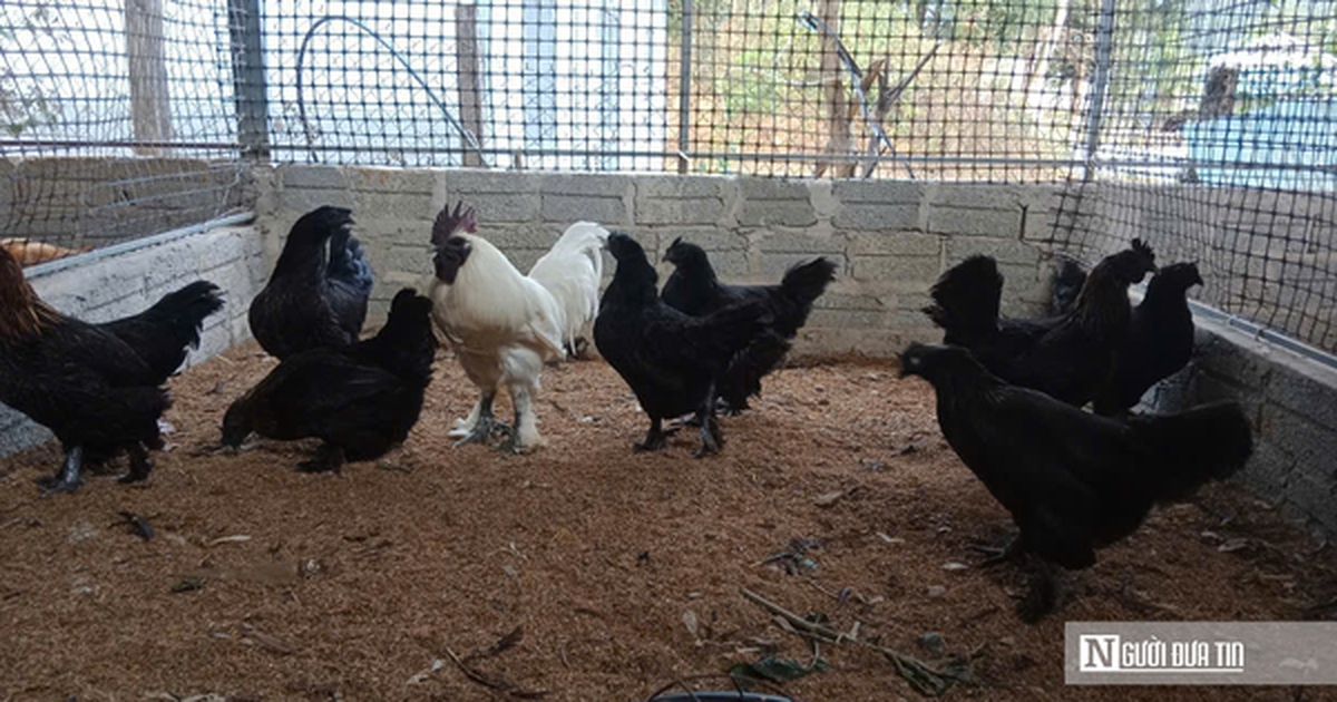 Nuôi loài gà có cái tên “đáng sợ”, anh nông dân thu hàng trăm triệu mỗi năm