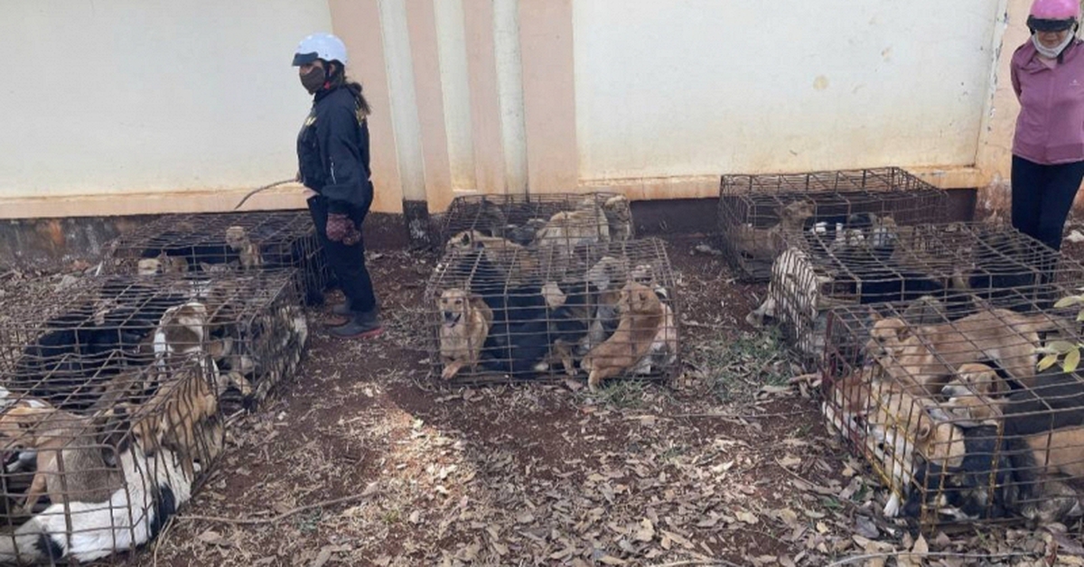 Công an tạm giữ gần 70 con chó trong vụ trộm gây bức xúc: Ai bị mất chó thời gian gần đây nhanh chóng đến nhận dạng