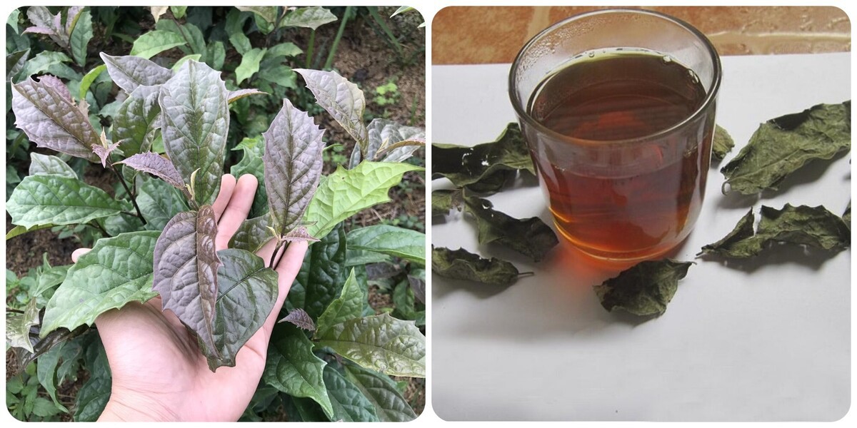 Cây xạ đen có tác dụng gì?
