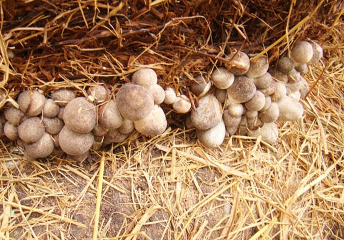 Đặc sản từ thứ bị vứt đi, được cố Thủ tướng nhắc tới: Nay giá gần 100.000đ/kg, giúp nhiều nhà đổi đời