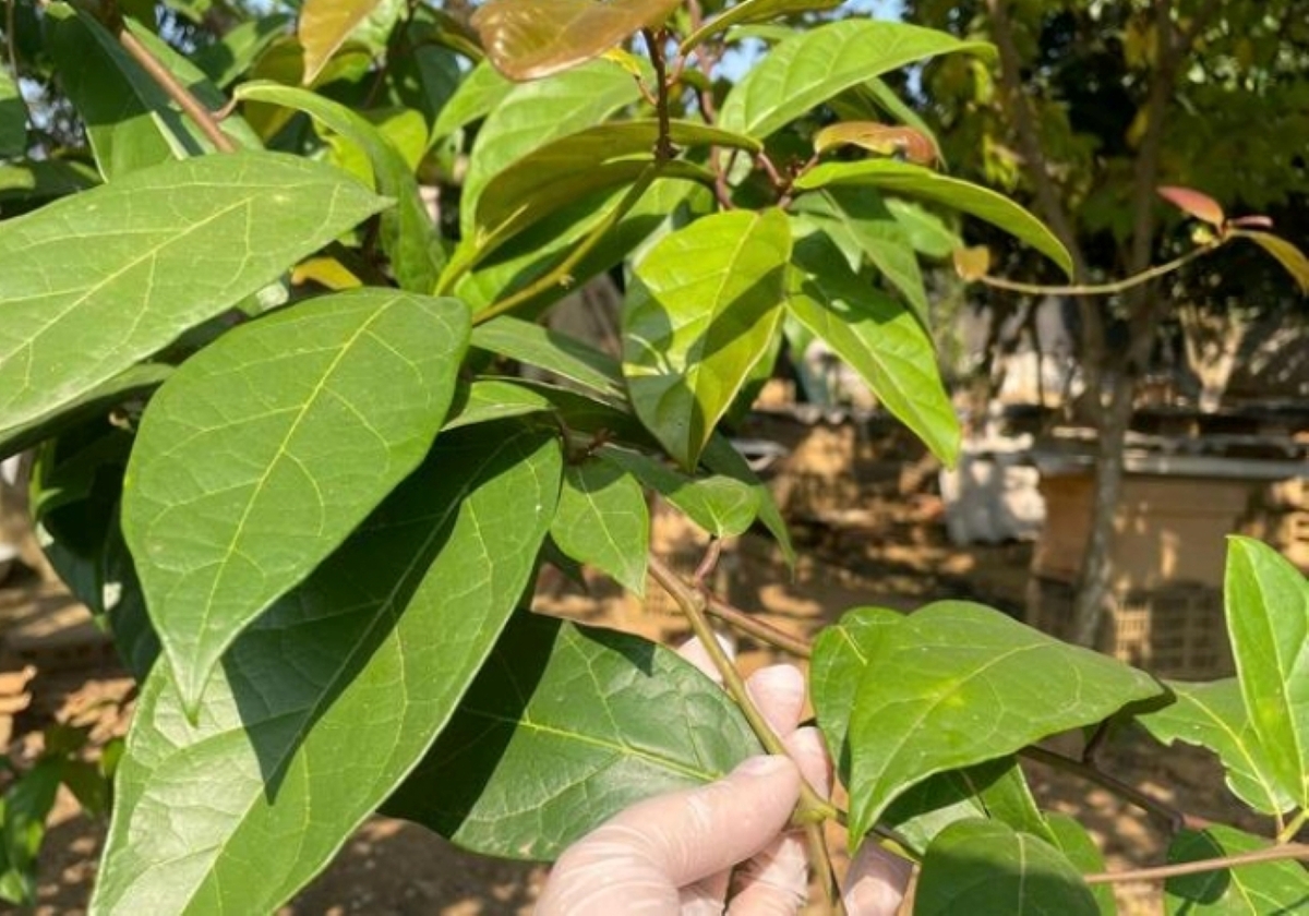 Bài thuốc từ cây xạ đen